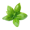 basil leaves